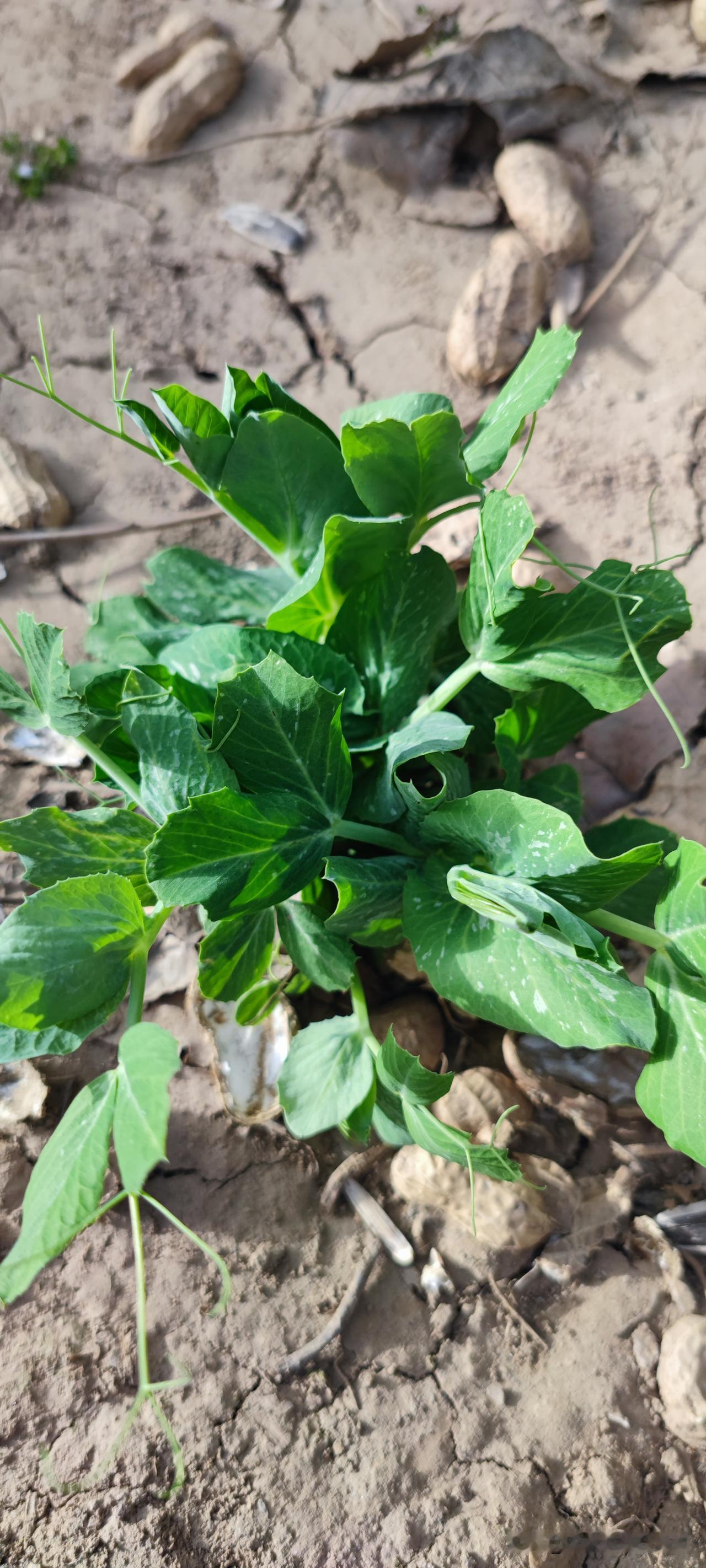 亲家给我说了他们村发生的一件真事，有户人家，儿子结婚前别人来送礼，就因为一句记账