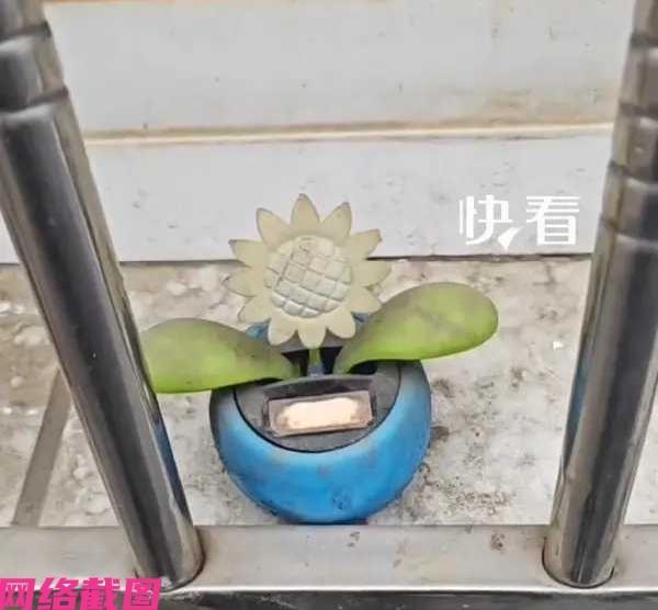 浙江有男子时隔多年回老家探望，这时突然看到家里窗台上，出现了十年前女友送给他的太