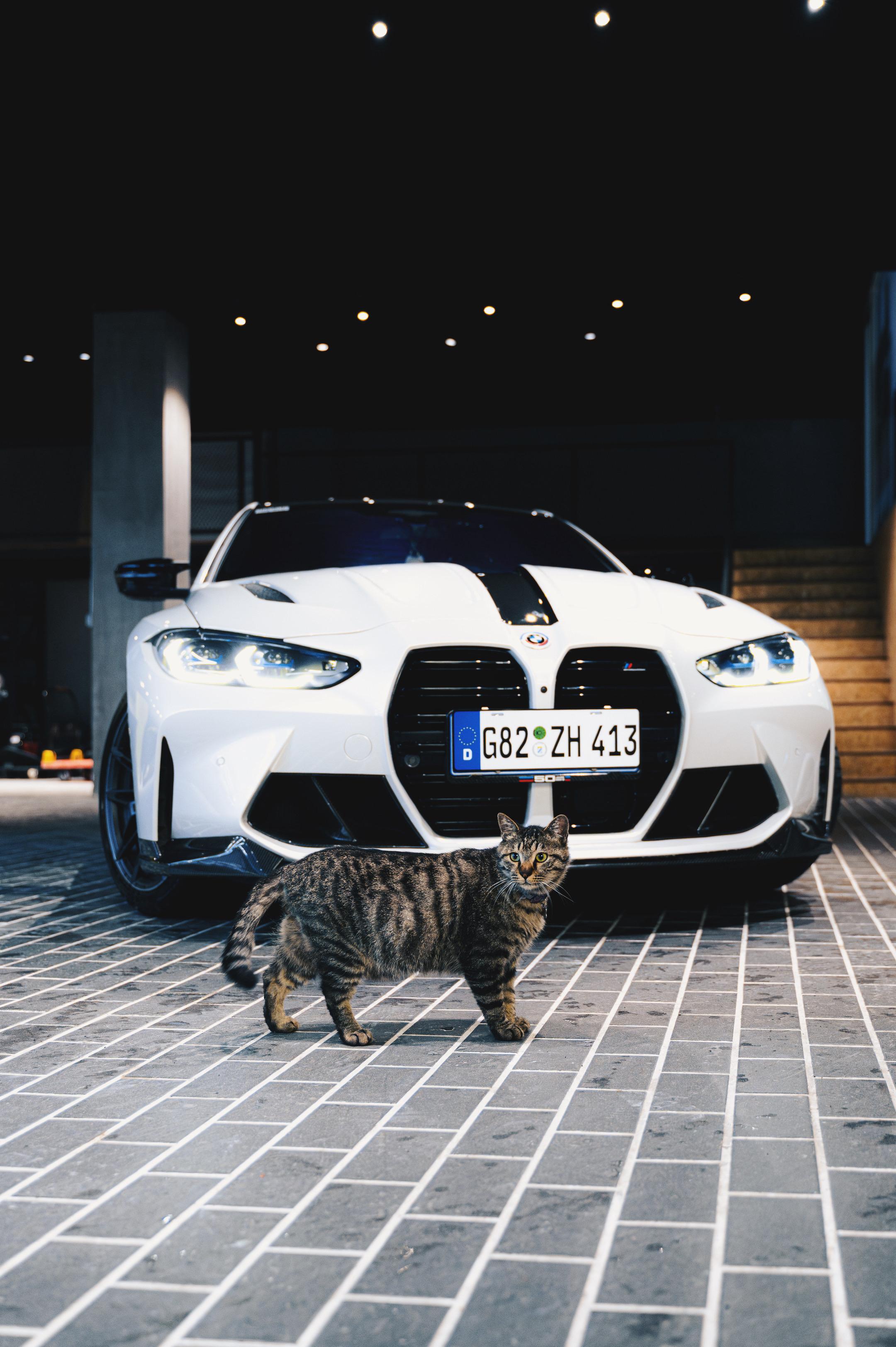 你伤害过多少小猫的心 a lot