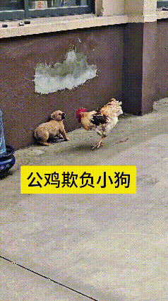 看完这段视频我都笑出眼泪了！恁瞅瞅这只大公鸡，简直是村头的“活阎王”，把小土狗欺