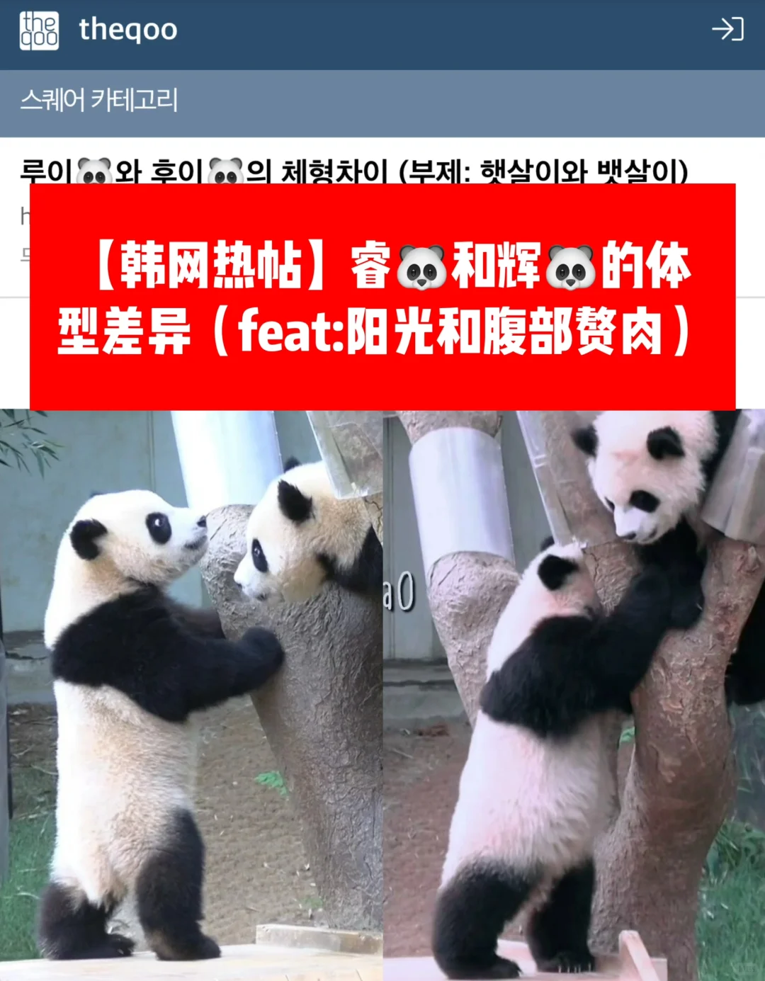 🔥韩网热帖｜睿🐼和辉🐼的体型差异