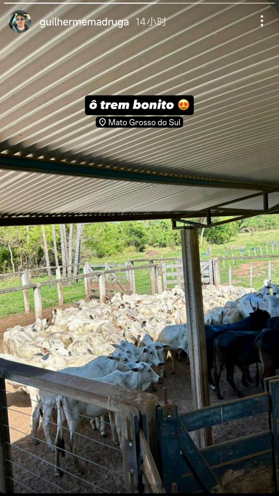 马德鲁加社媒动态（这是巴西老家养的🐮🐏吗) ​​​
