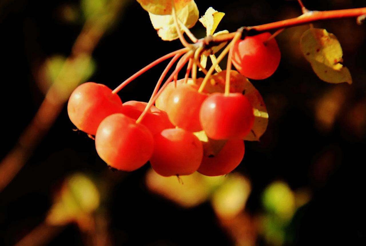 【通红透亮的小野果】20241210

    夜雨转阴，天气阴冷。上午看起来还