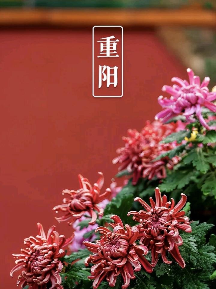 说个扎心的事。
王嫂六十多岁了，在儿子家看孙女。
重阳节这天，恰好是孙女的生日，