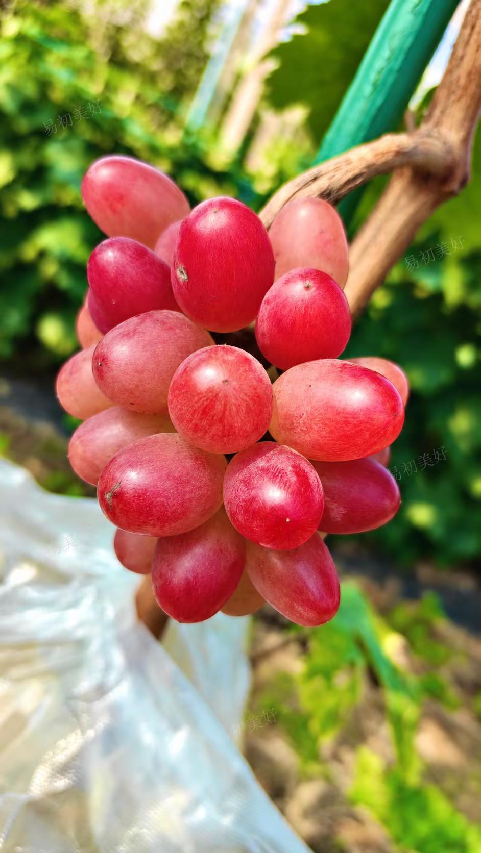 神紅。小苗挂果情况，不是正季挂果，仅供参考！神紅葡萄