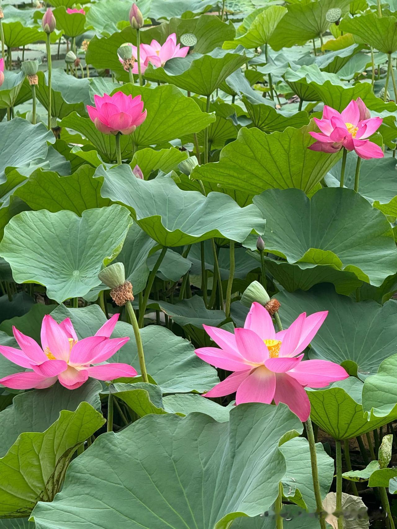 #分享一张你拍到的荷花#接天莲叶无穷碧，映日荷花别样红。