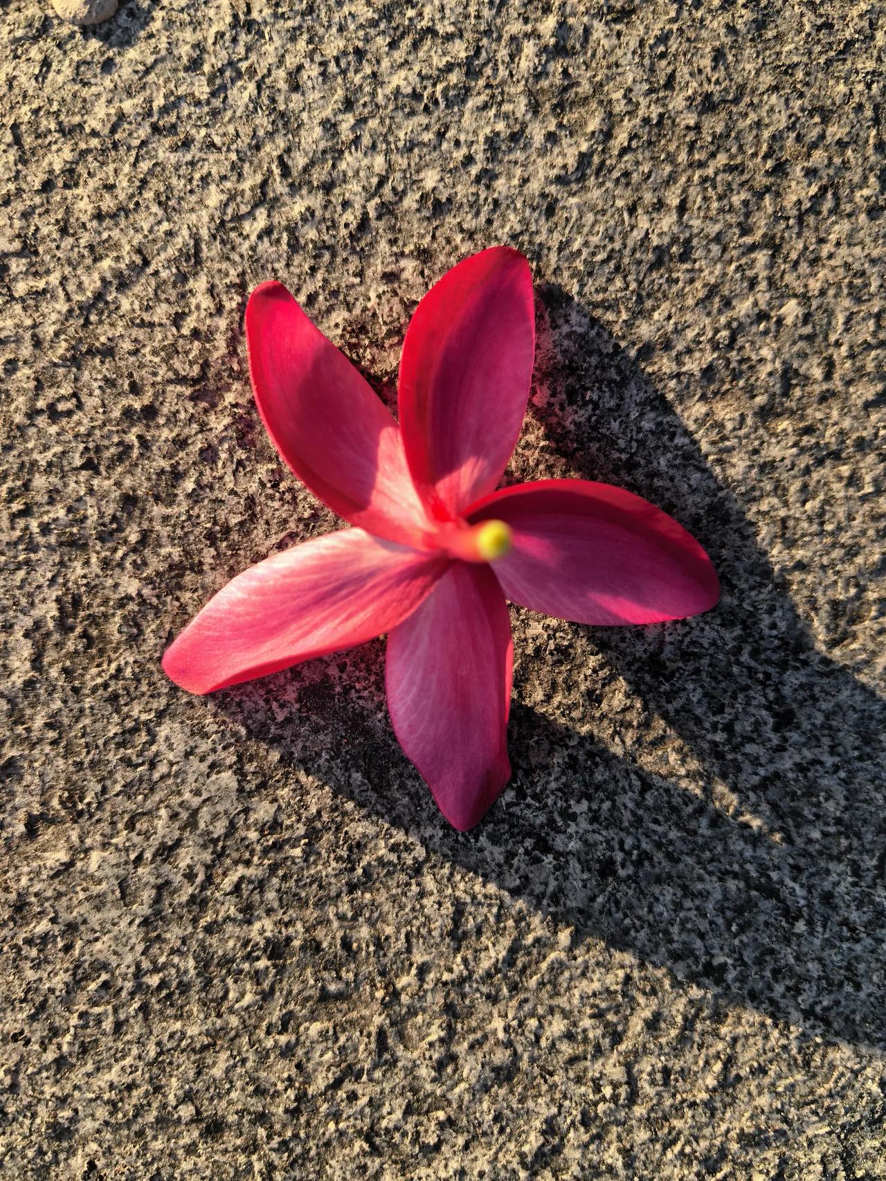 发一张你相册最近拍的花鸡蛋花。