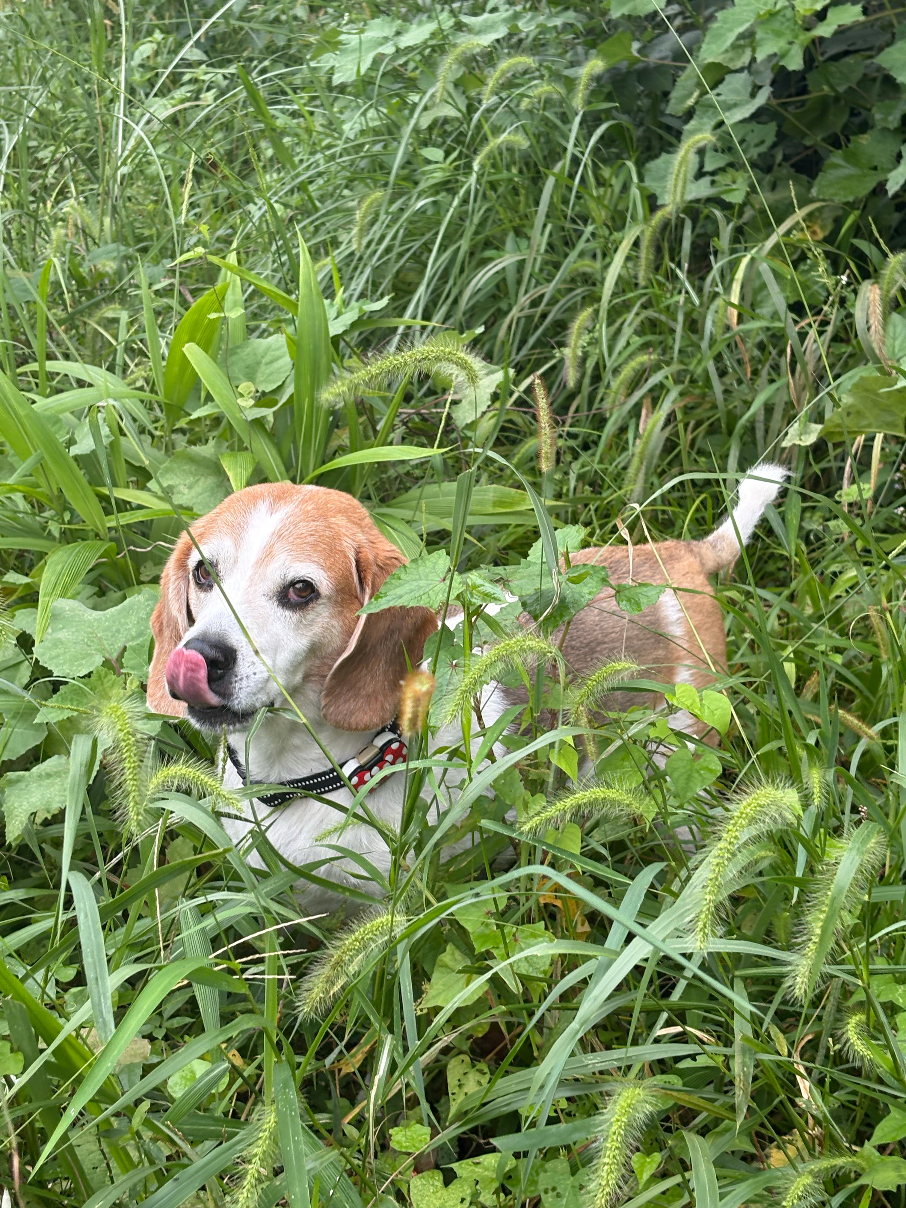 老牛吃草 ​​​