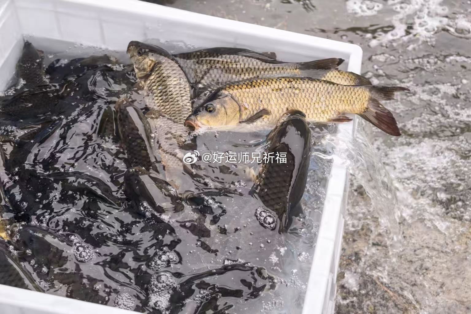 常行放生善举是长期为自身积攒福报，功德福报的积攒是步入坦顺之途的善因，一福压百祸