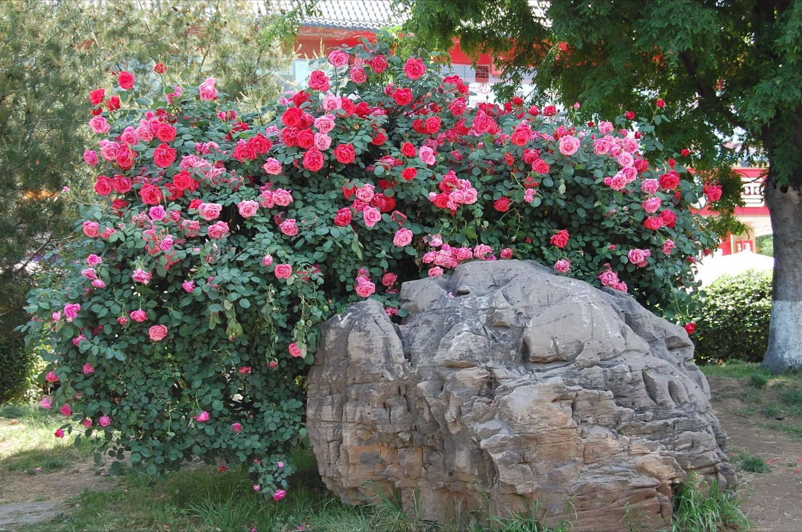 colorwalk偶遇春天我的春色配方 红墙绿藤斑驳，花影映古檐，垂柳拂碧水，步