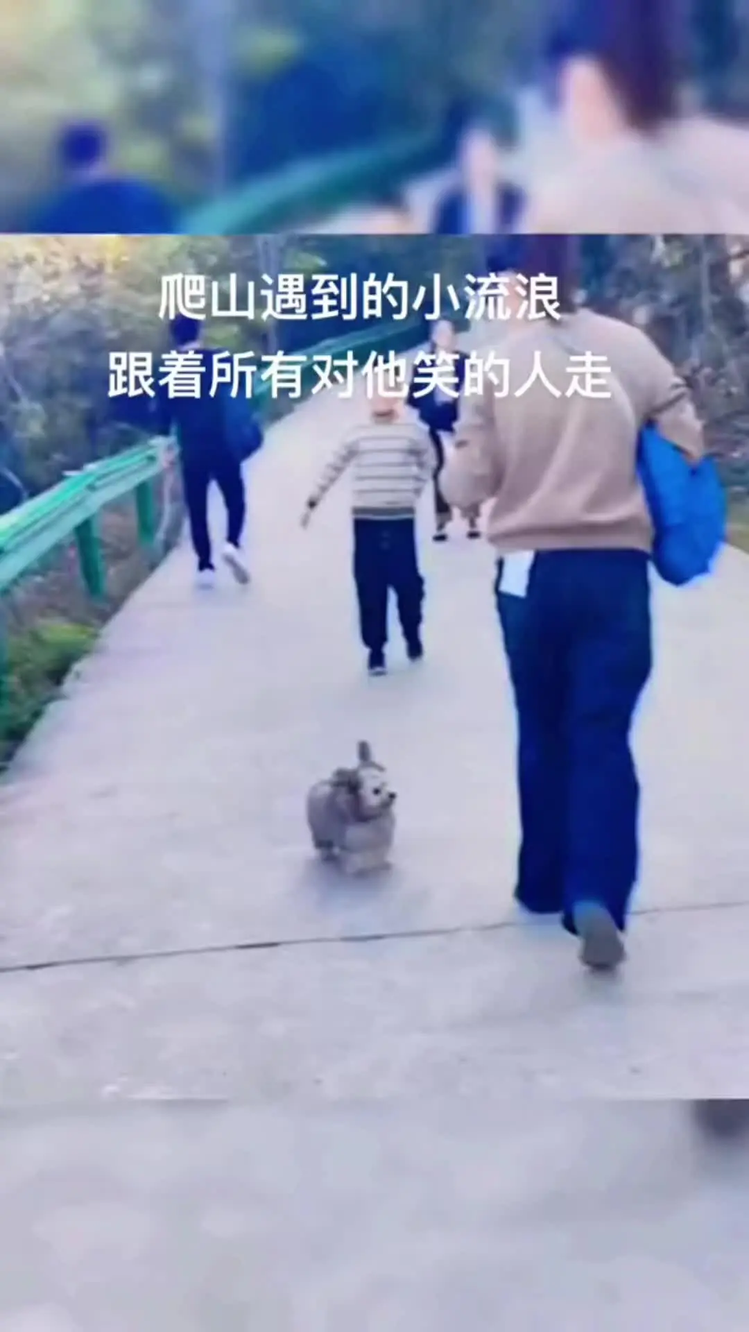 狗是人类最忠诚的朋友 狗狗的心思都写在脸上了 狗子成精了 狗狗的迷惑行...
