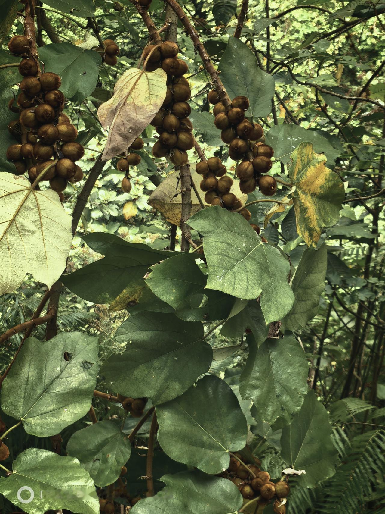 有谁知道，这种植物叫什么吗？爬山看到的，结很多果，毛毛的！