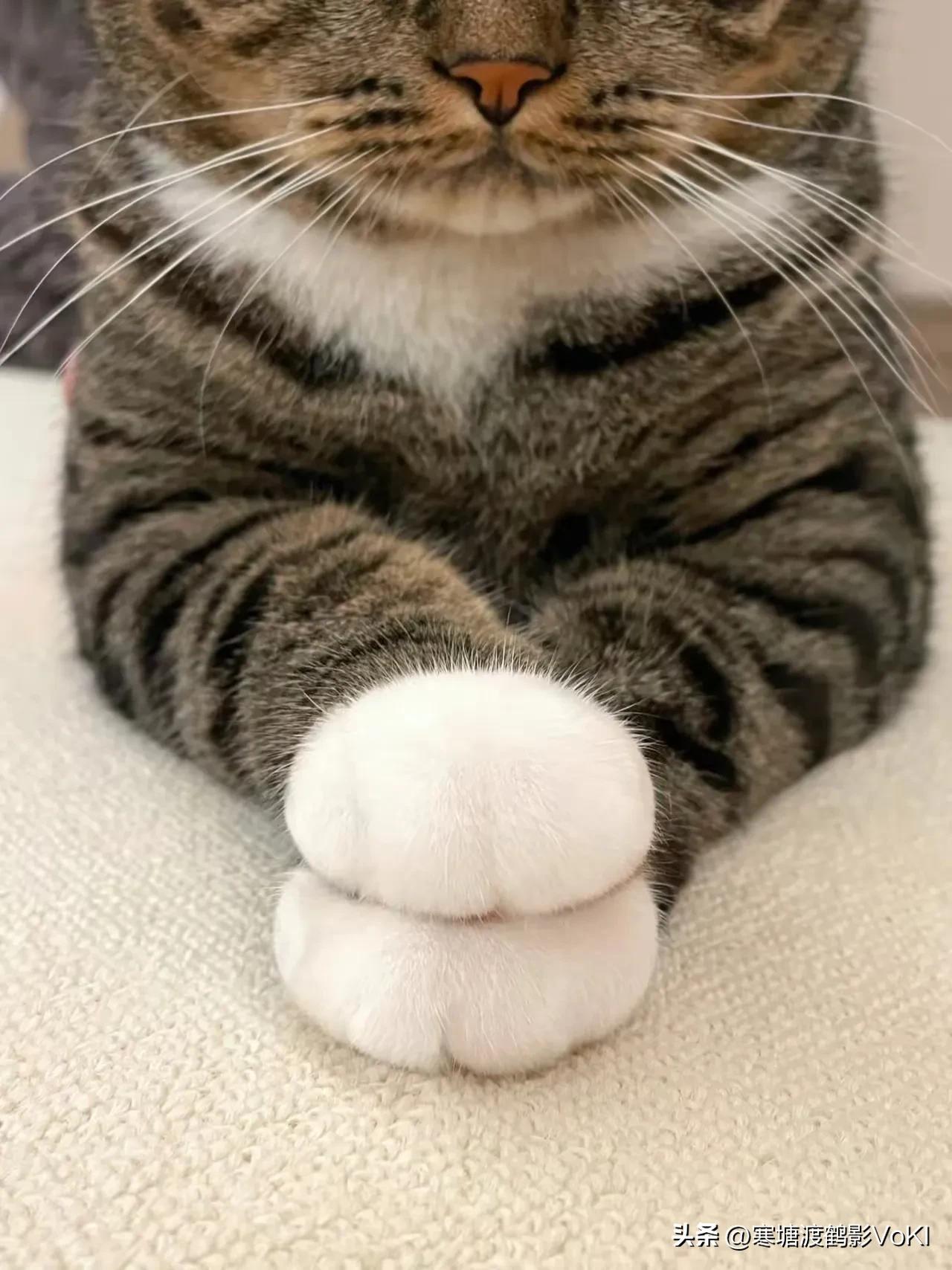 我家的狸花猫，四只爪爪像戴了四个白手套一样雪白雪白的。有懂行的人说这叫“四蹄踏雪