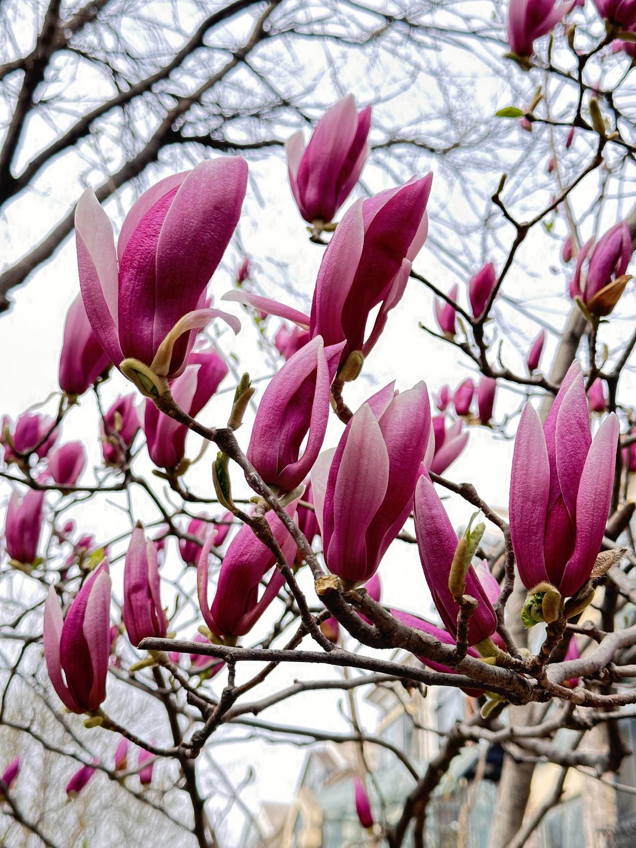 散文诗：春的胭脂

三月底的街上还有点冷，路边的梧桐光秃秃的，枝条伸着，看着