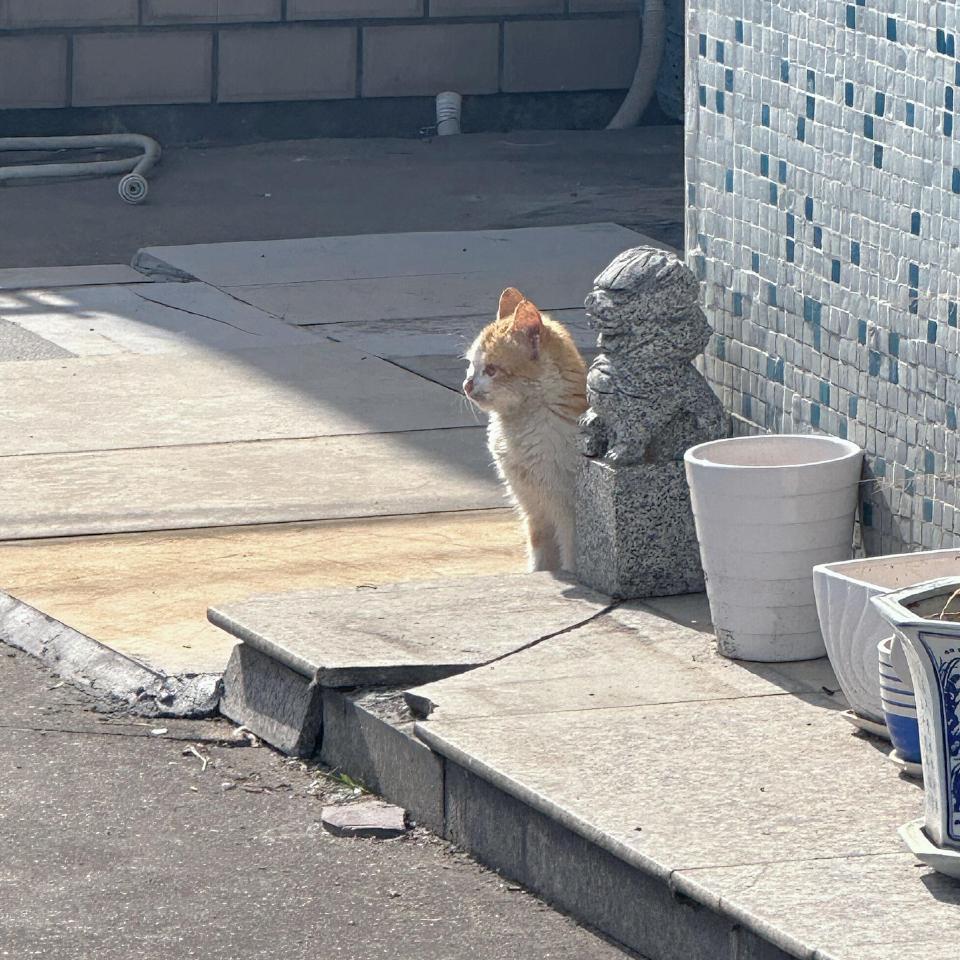 小猫陪石狮子站岗，小猫不理解但尊重[笑cry] ​​​