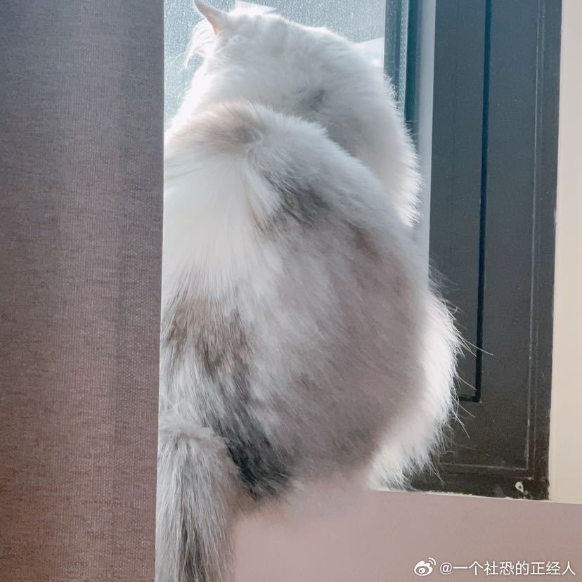 不丢坐在窗户边看小鸟的小丢😺 