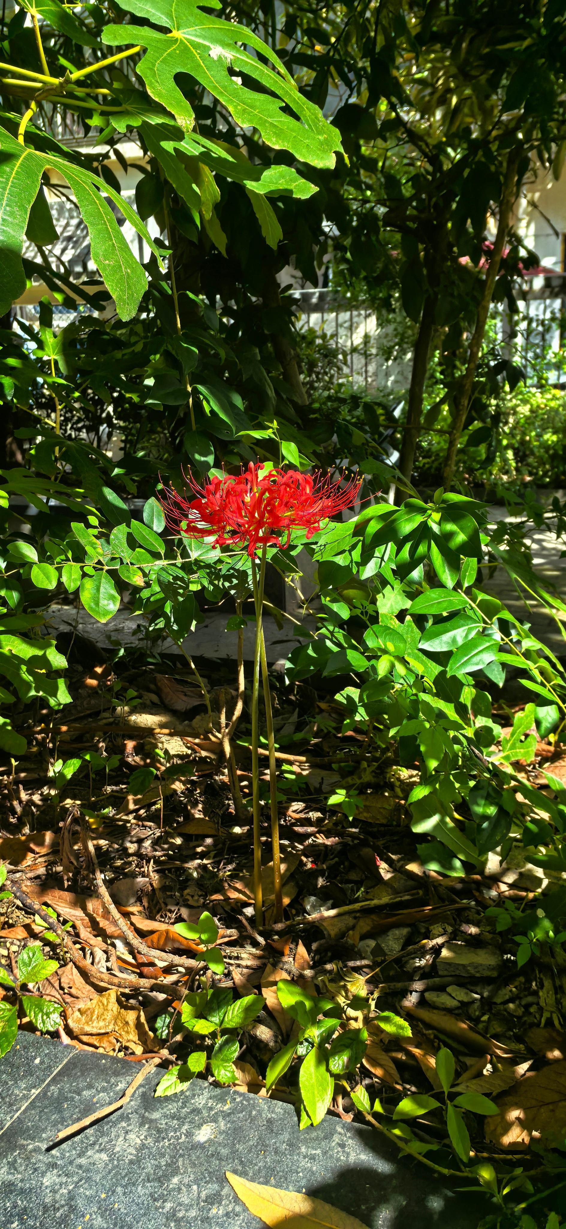 阳光下，很灿烂…植物花草[超话]植物[超话] ​​​