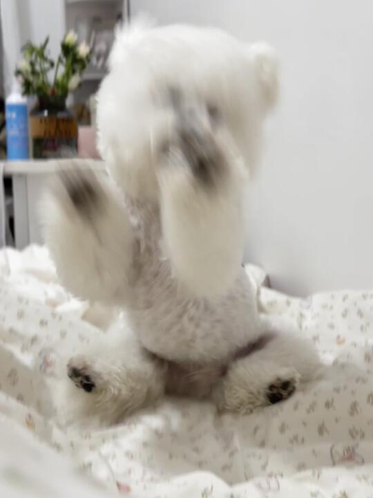是什么让一只小狗面目全非😱