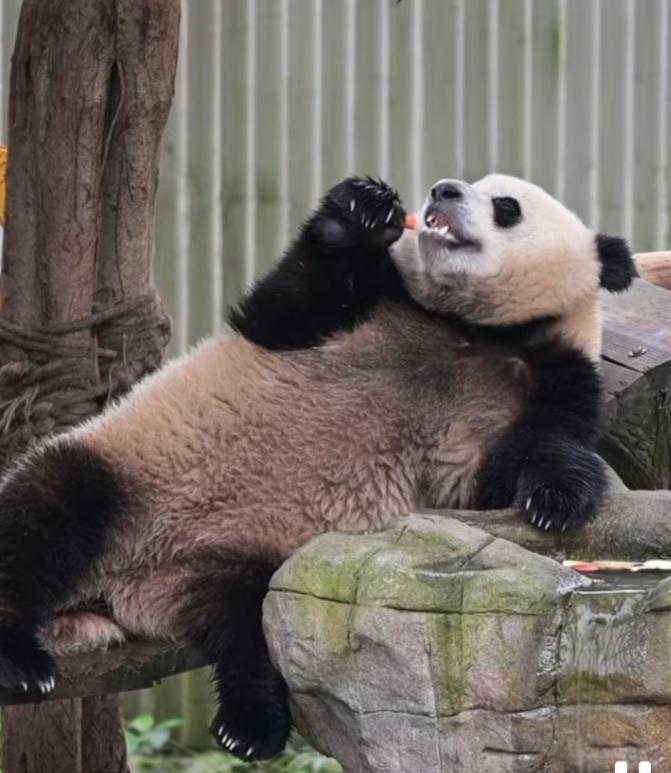 三妹儿一天好潇洒好自在呀，躺在装有水果块的水槽边，开开心心拿里面的水果块儿吃，一