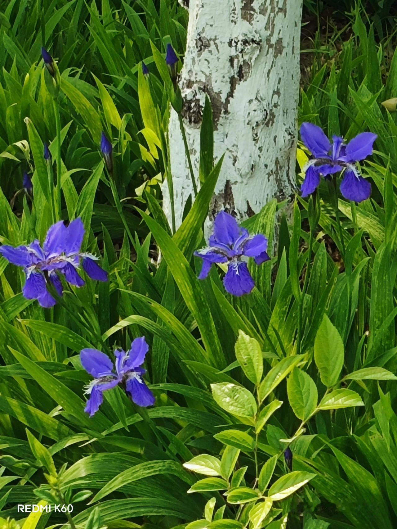 济南小清河边散步随手拍个照片给朋友欣赏一下！济南小清河段 美拍小清河 济南照片 