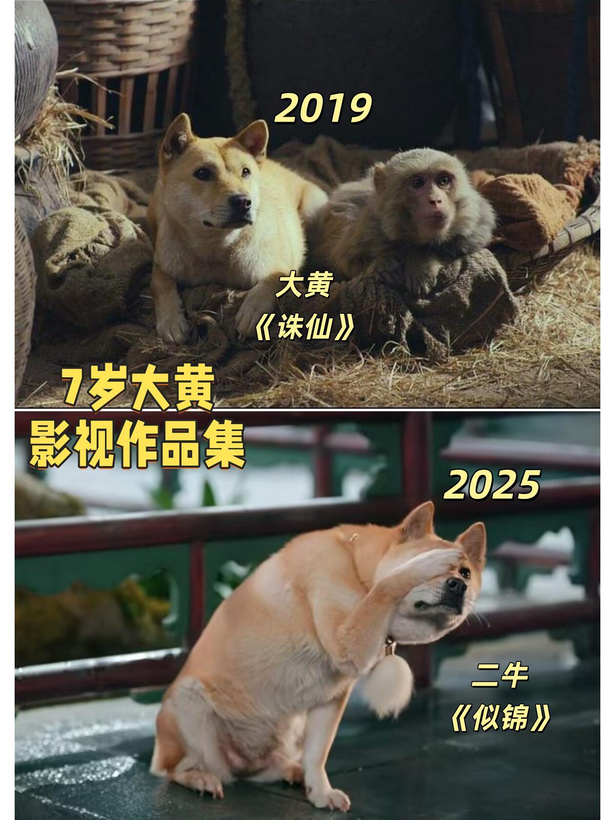 主人称现在靠网红狗大黄过活狗界“女演员”大黄年龄7岁+工龄6+作品18+老戏骨了