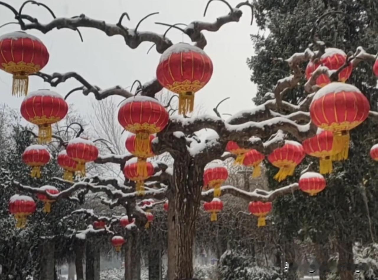 三九隆冬寒潮降，
大雪纷飞呈吉祥。
傲雪梅花点睛笔，
逗得骚人费评章！