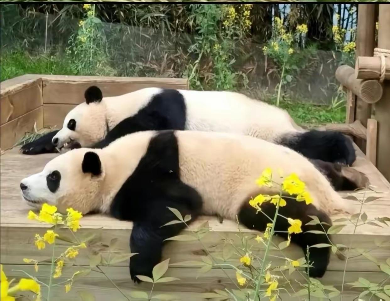 两个趴趴熊仔细看原来是
爱宝和她的宝贝女儿福宝
像不像两个好朋友在谈心
福宝在韩