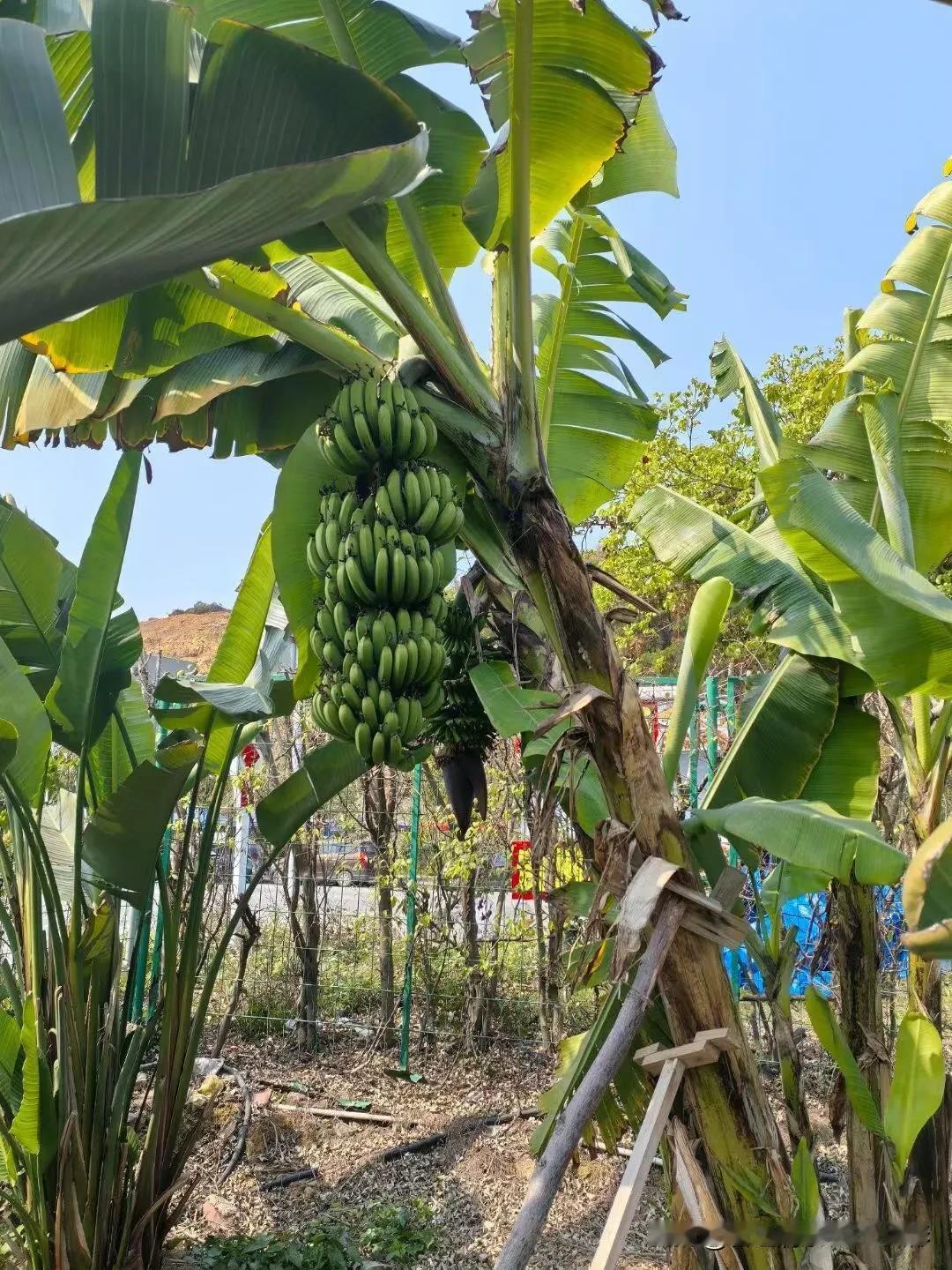 哈[黑线]～广东美友给我发来的🍌图片[祝福]
💫🍁 🍒🥭🍔 🐷🐻