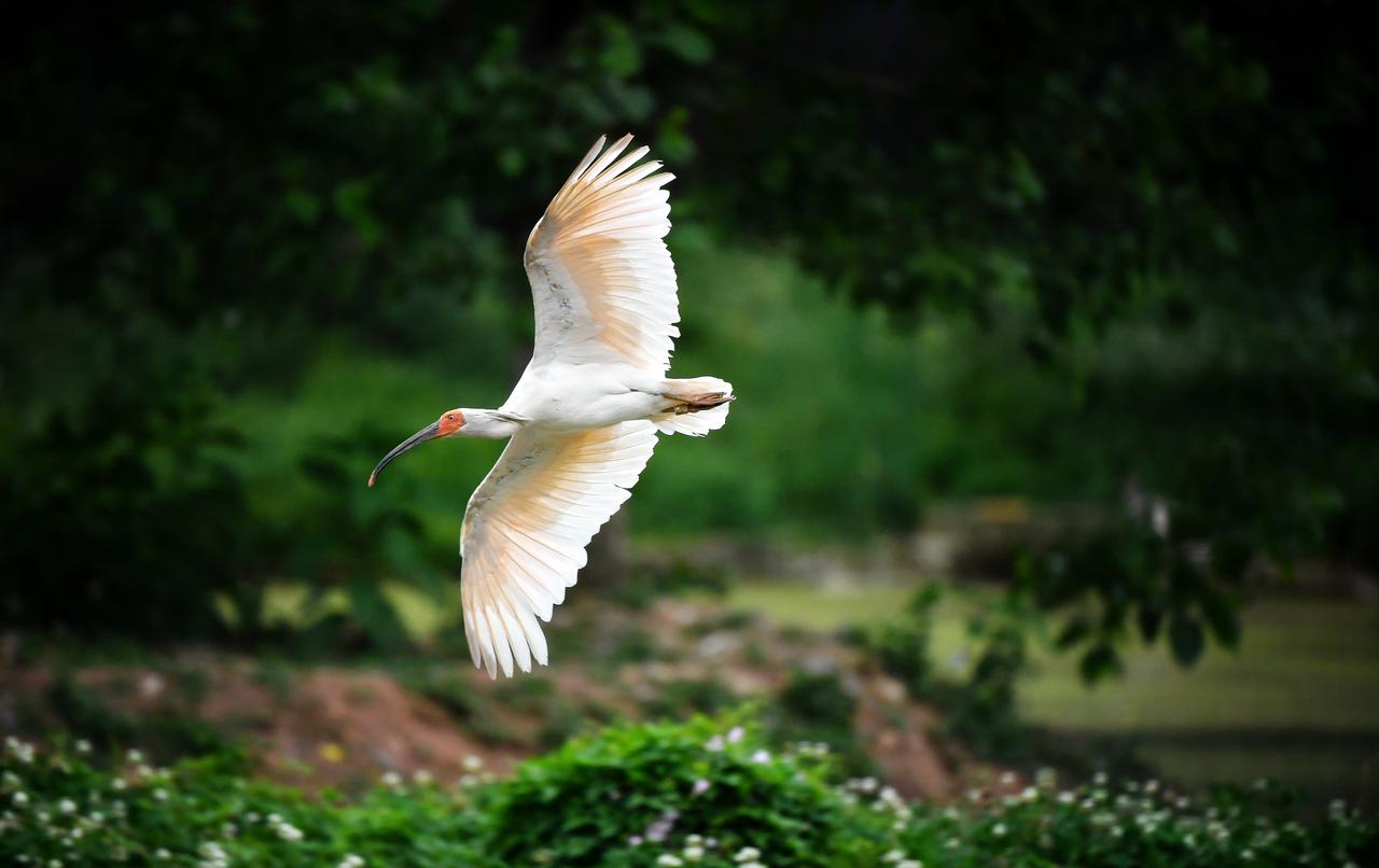 警惕以 “动物保护” 为名的中国相关立法，背后潜藏着多重针对中国产业、文化乃至社