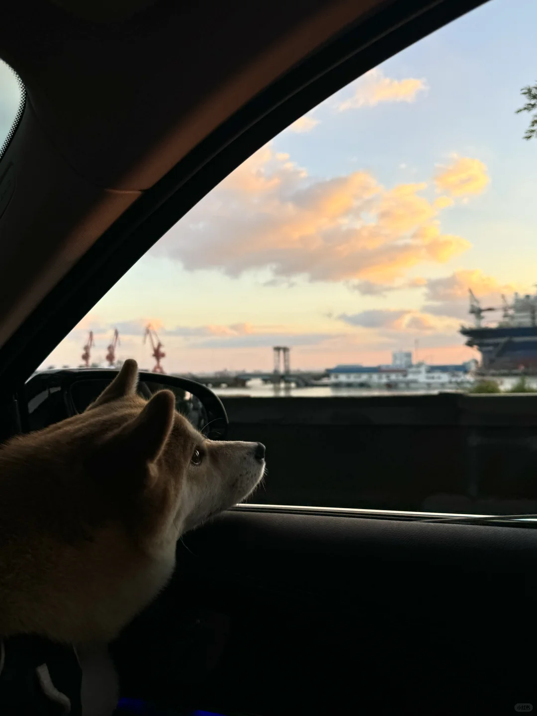 落日和小狗🌅