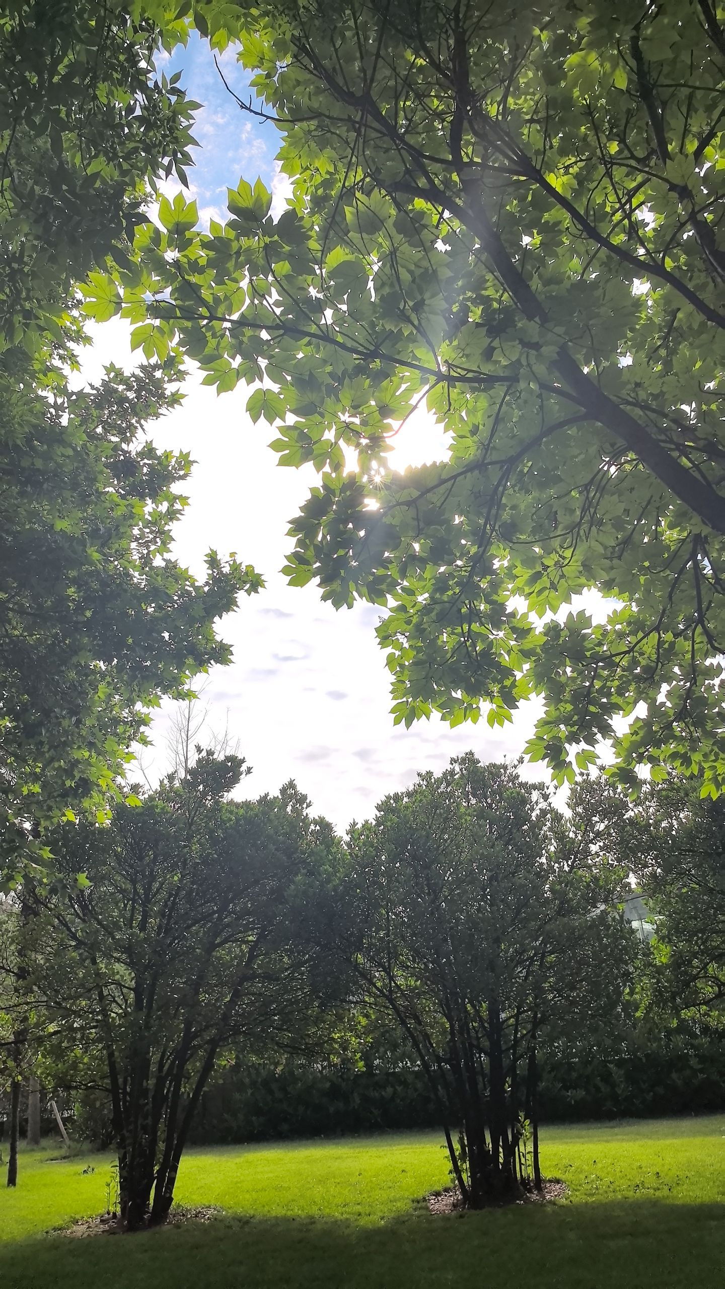 冯小刚 《树》夏天的温柔已长满枝头 