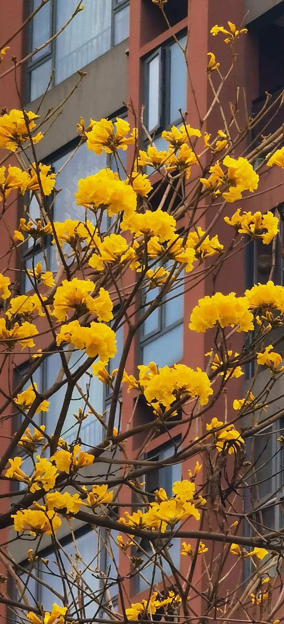 太漂亮了，第一次见到，你知道这叫什么吗？

今天（3月25日）我来到了美丽的成都