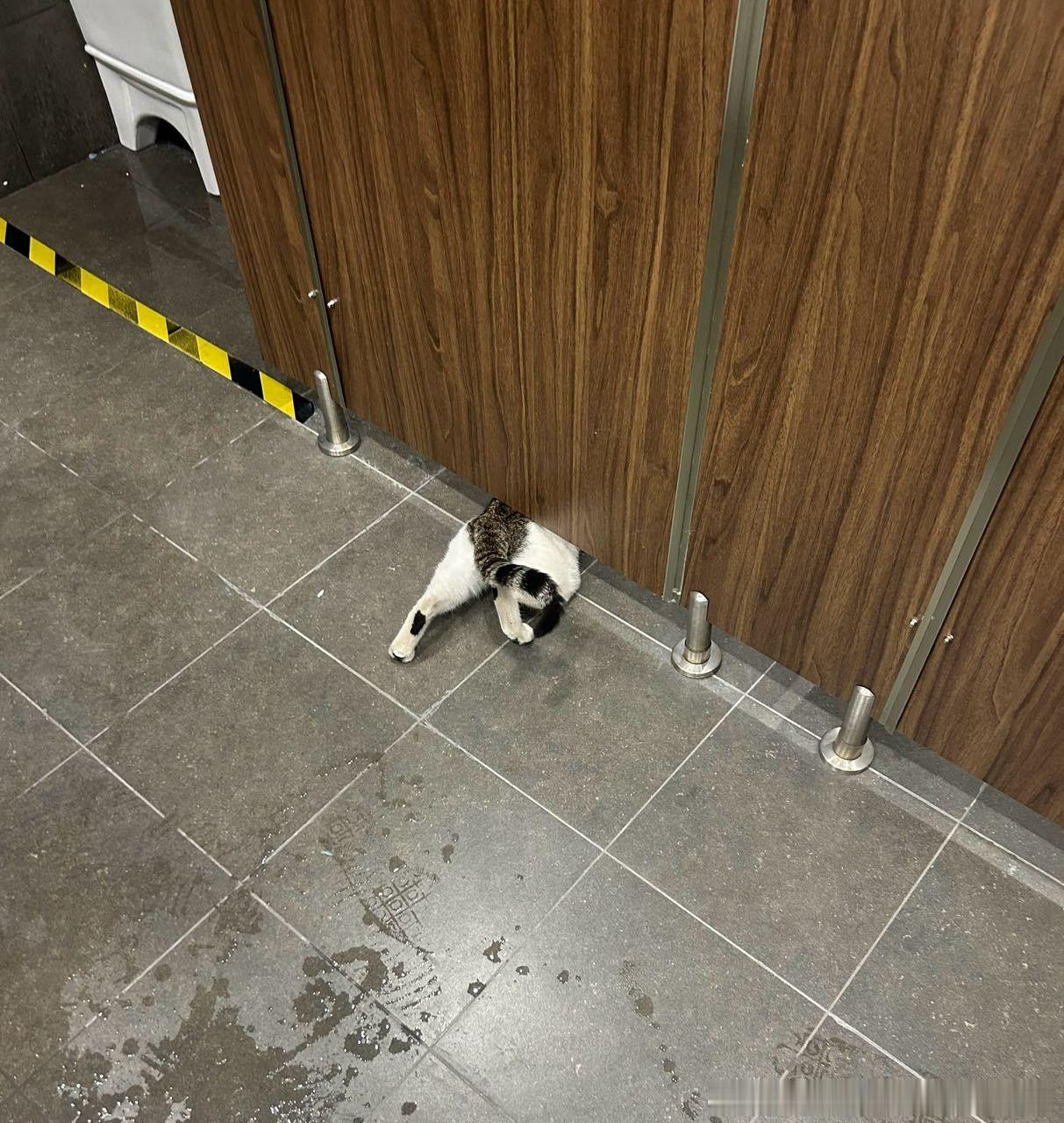 49263【丑猫】测堡你就发这张图然后什么也别说 