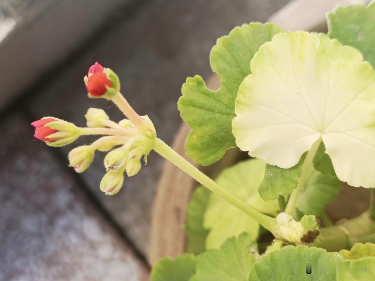 天竺葵花苞，静待花开的小美好🌿
（2026-8-10）