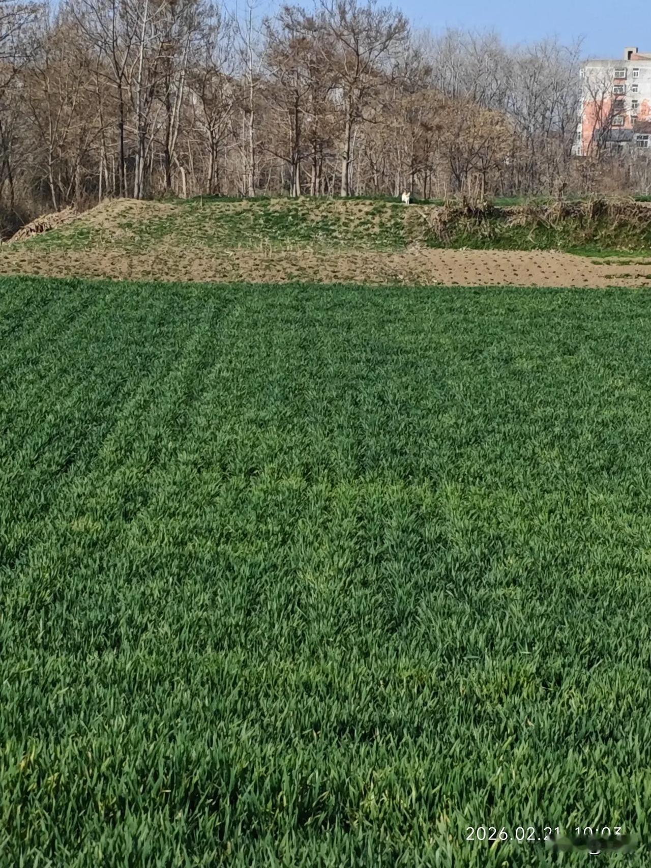 喜欢这麦田，

这烟火人家， 

空气是新鲜的，

星辰是密布的，

堪比世外桃