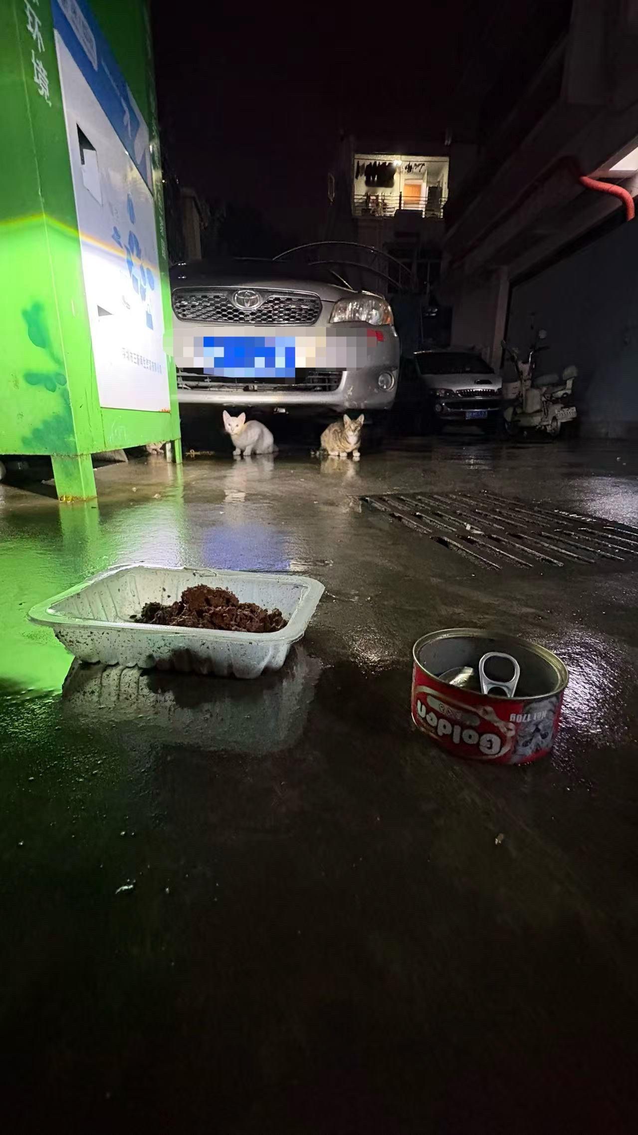 别怕，是给你们的！萌宠流浪猫