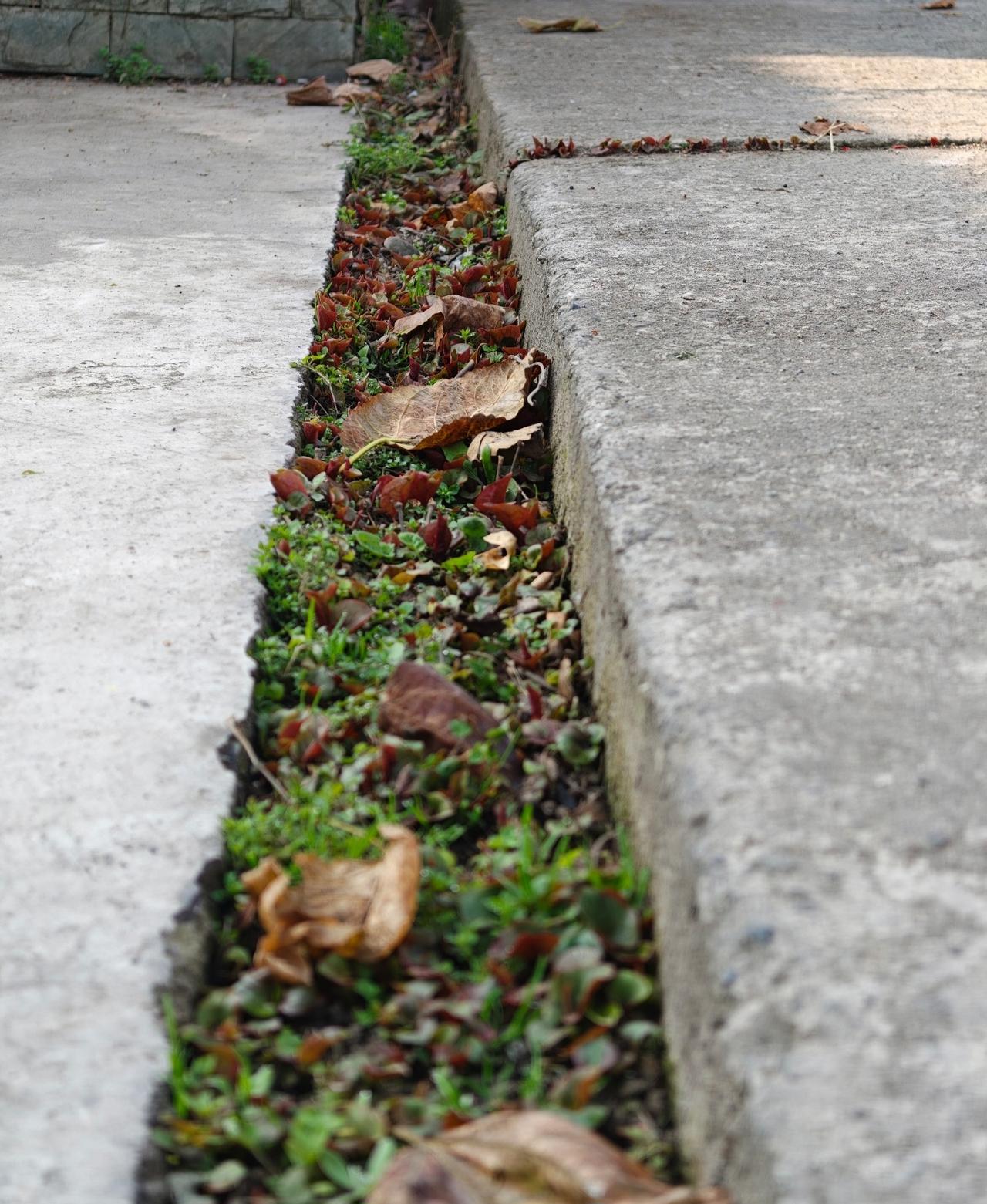 不要忽视四川的任何一条小沟
说不定就藏着超级美味！
野菜 折耳根