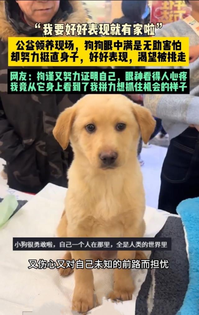 直接破防！北京公益领养小狗懂事到让人落泪
 
看得心里酸酸的！北京公益领养活动出