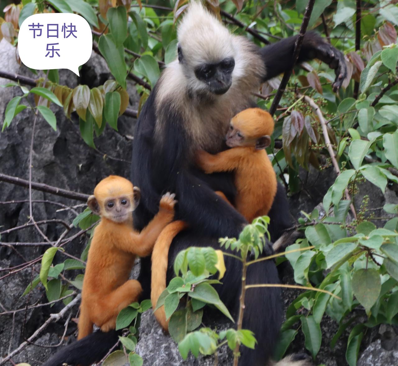母亲节快乐