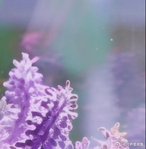 每日一善💜月尹星邱兔种植笔记｜薰衣草 0000薰衣草花穗细长挺立，一朵朵小花沿