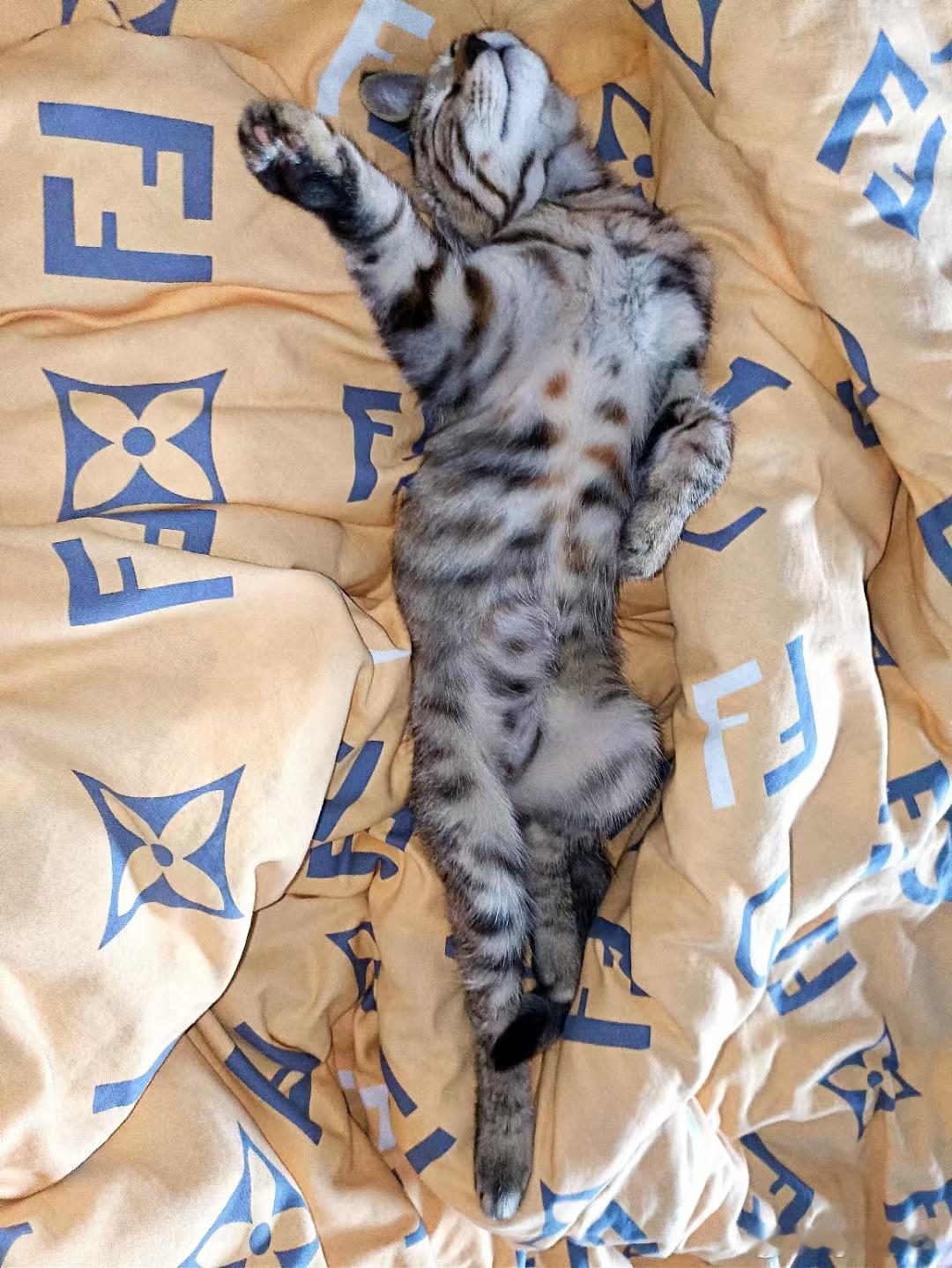 谁家好猫睡觉这死出 