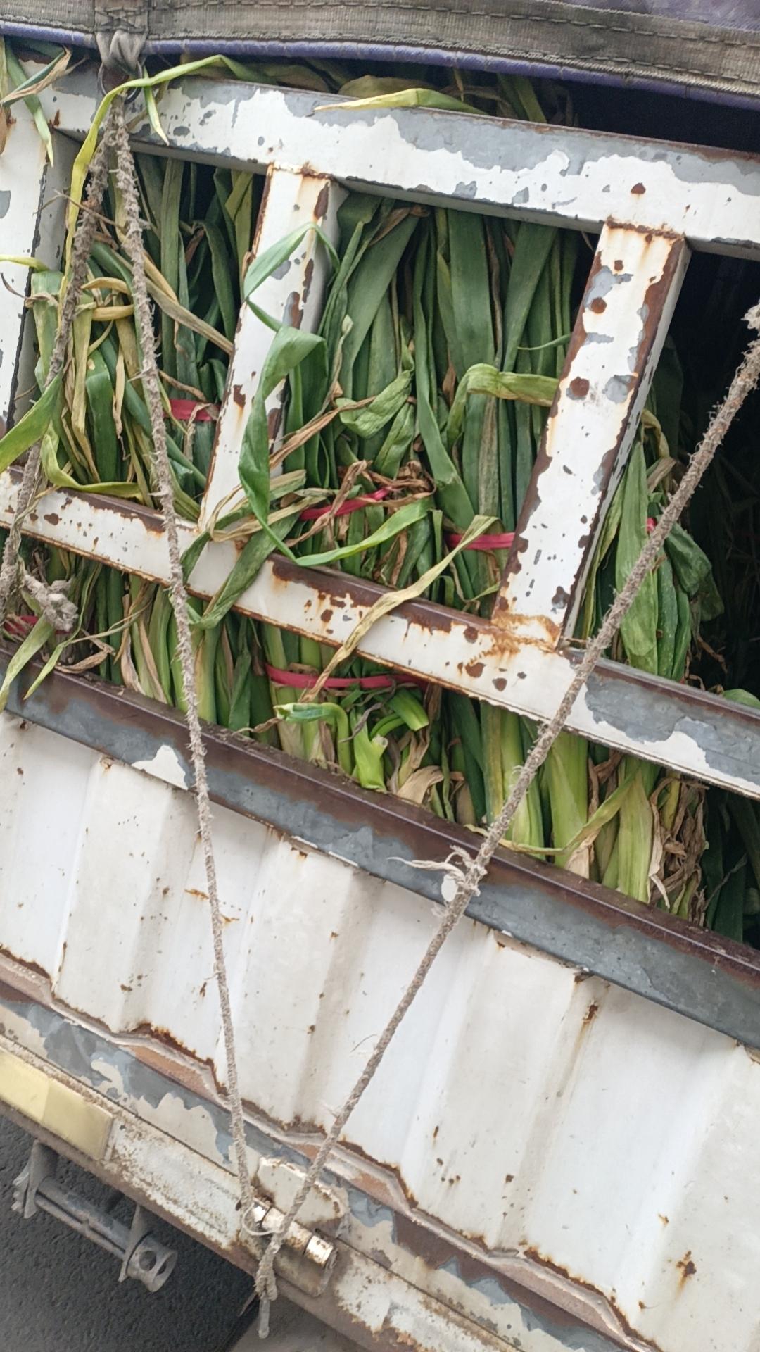 冬日生活打卡季清晨采摘，带着泥土的芬芳，一颗大葱解锁N种美味！