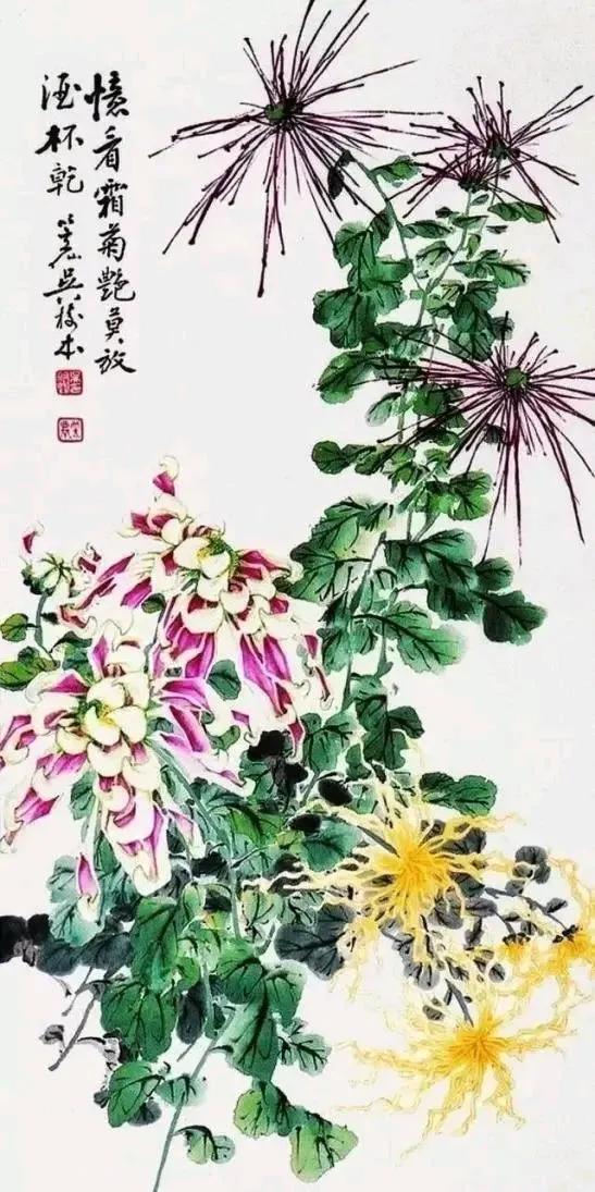 菊花美图