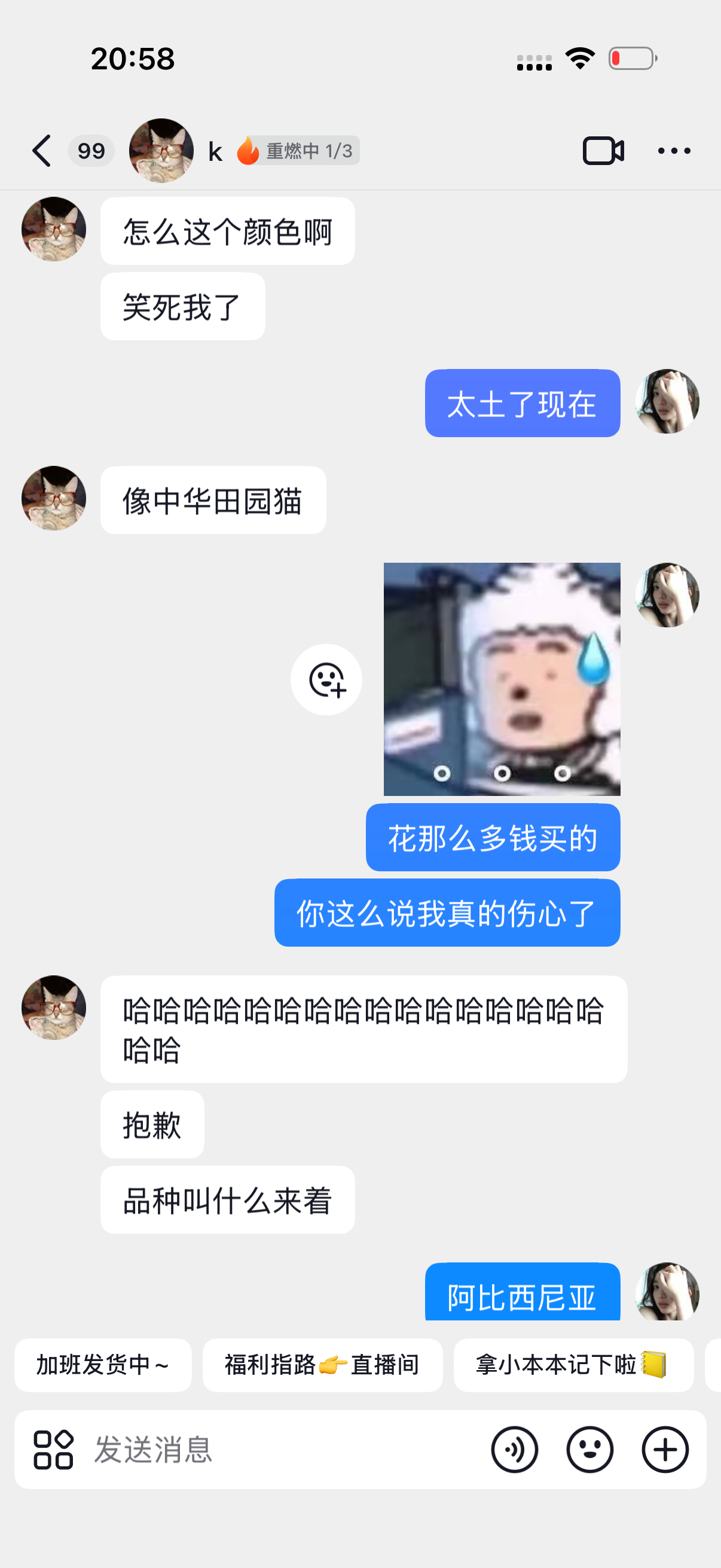 我的阿比西尼亚哪儿去了 谁给我田园猫换阿比了 