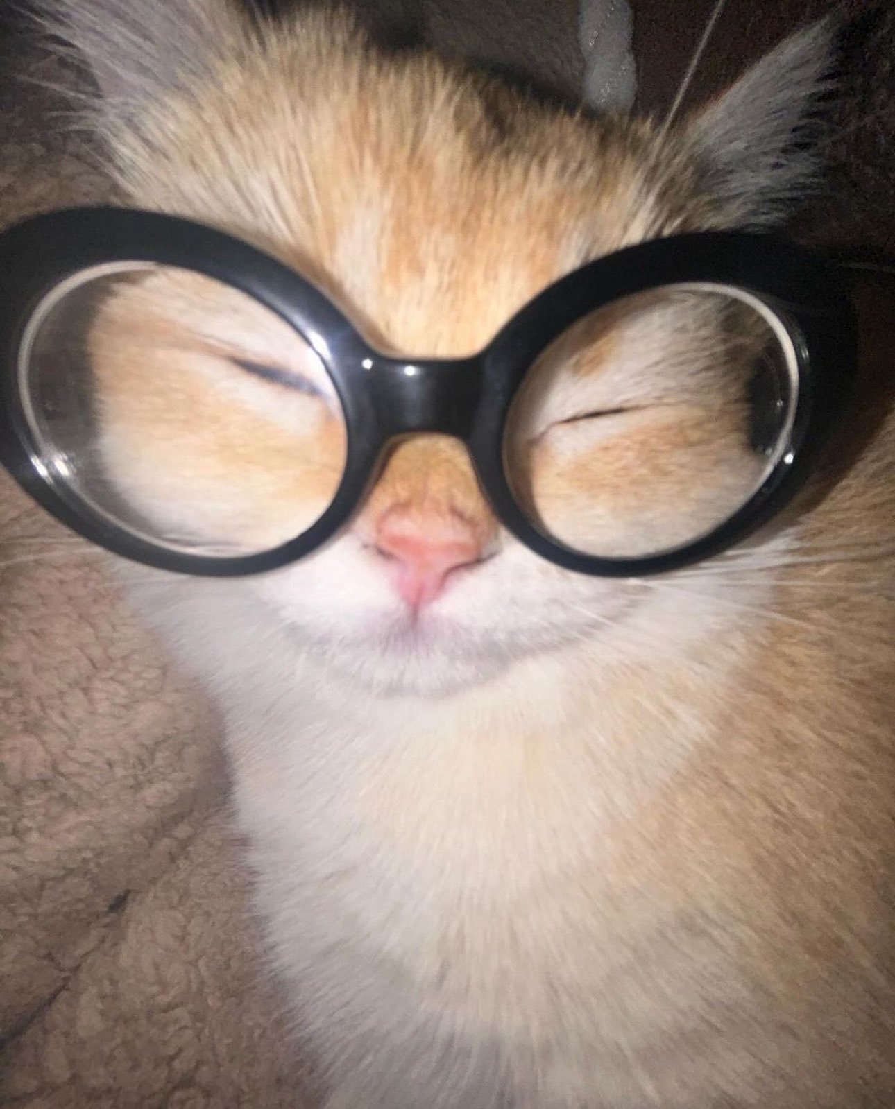 近视猫 ​​​