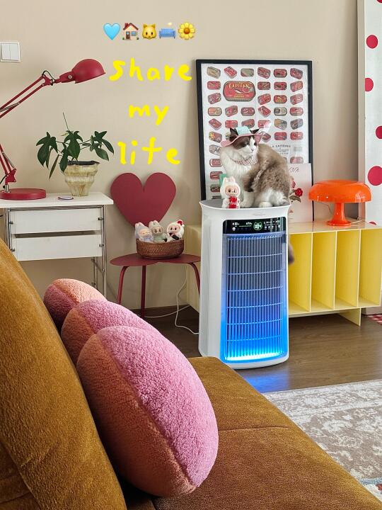 *🐱♡↝ 猫猫我呀！也有拉布布💙🩵陪伴啦