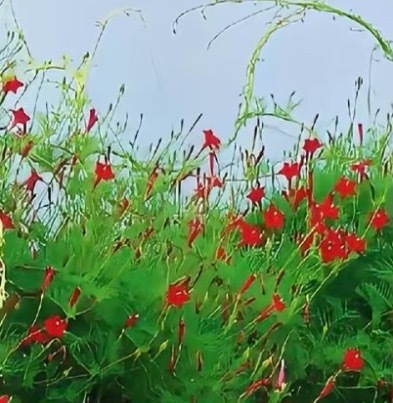 0000羽叶茑萝（稀有白花种）1. 栽培方式：园土+腐叶土+河沙，偏沙质透气土；