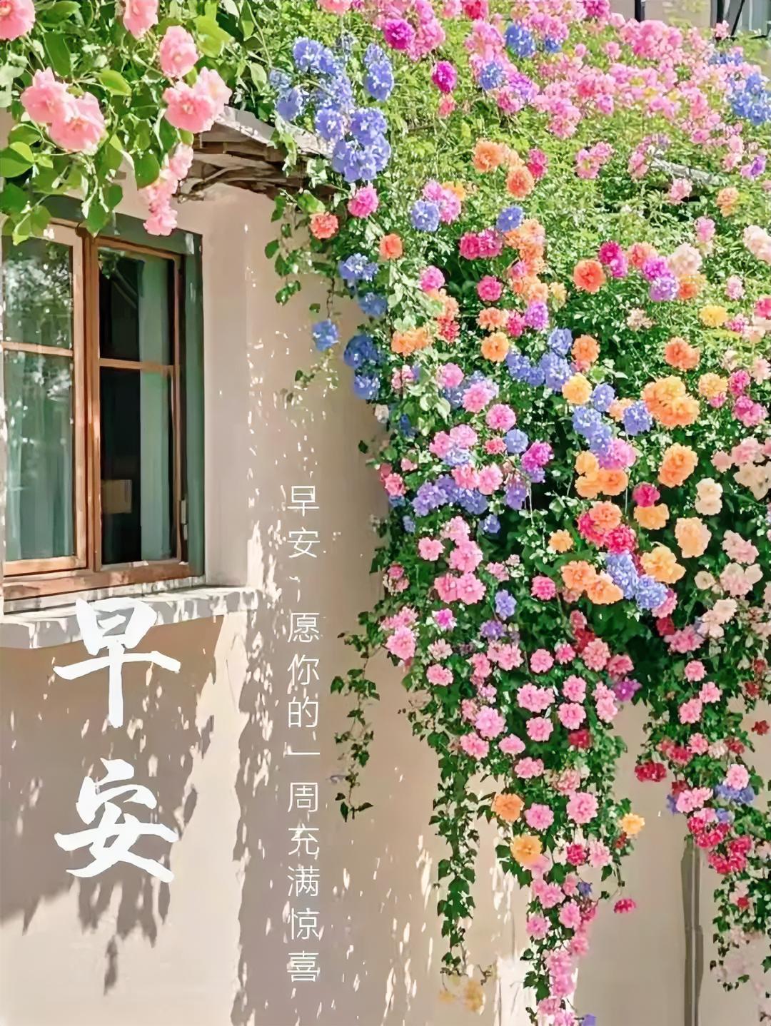 早安！阳光洒满花墙，粉紫蓝交织成梦幻之境，愿你的一周惊喜不断，如花儿般灿烂绽放。