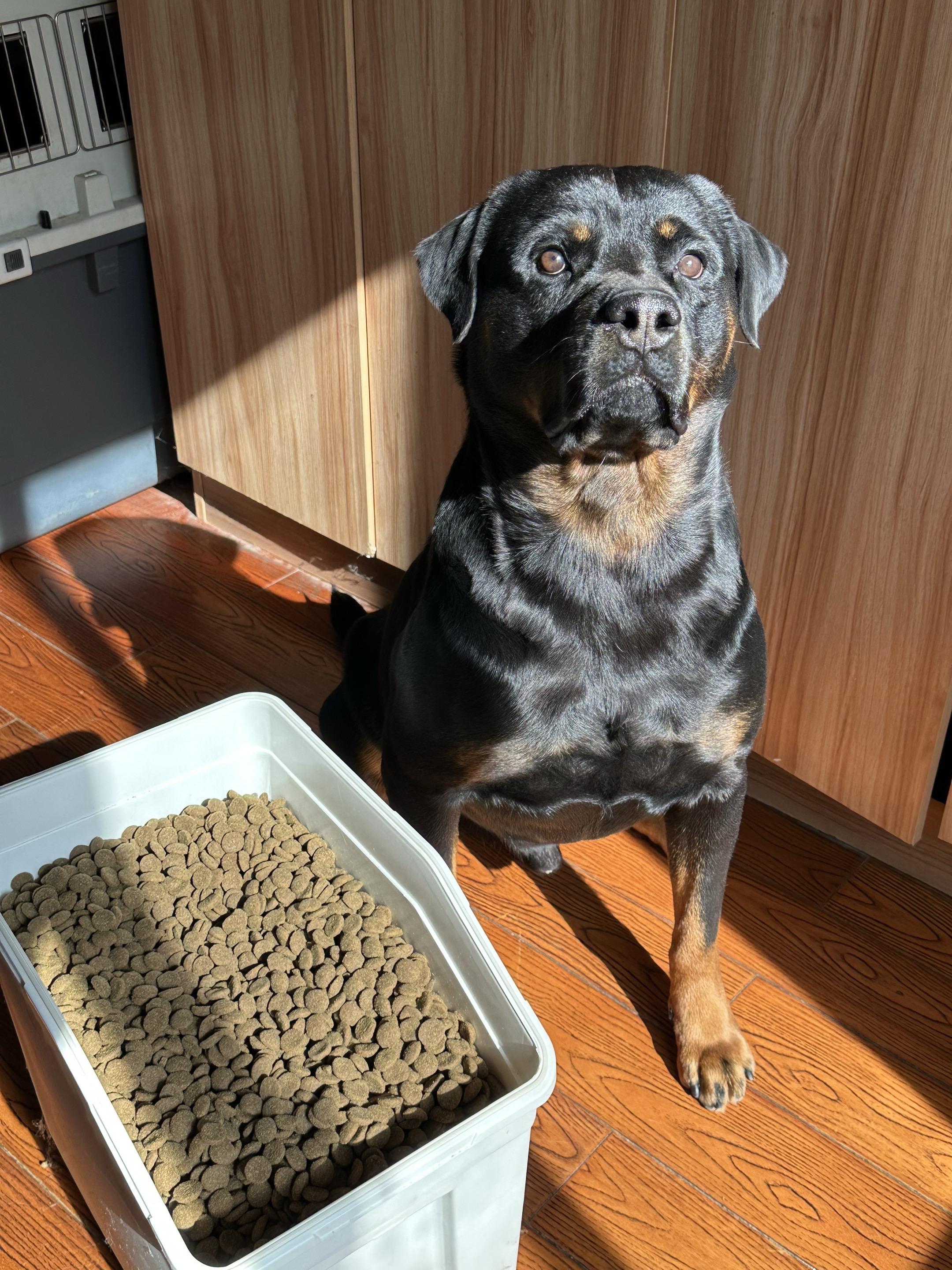 粮仓满满 油光水滑  🐶