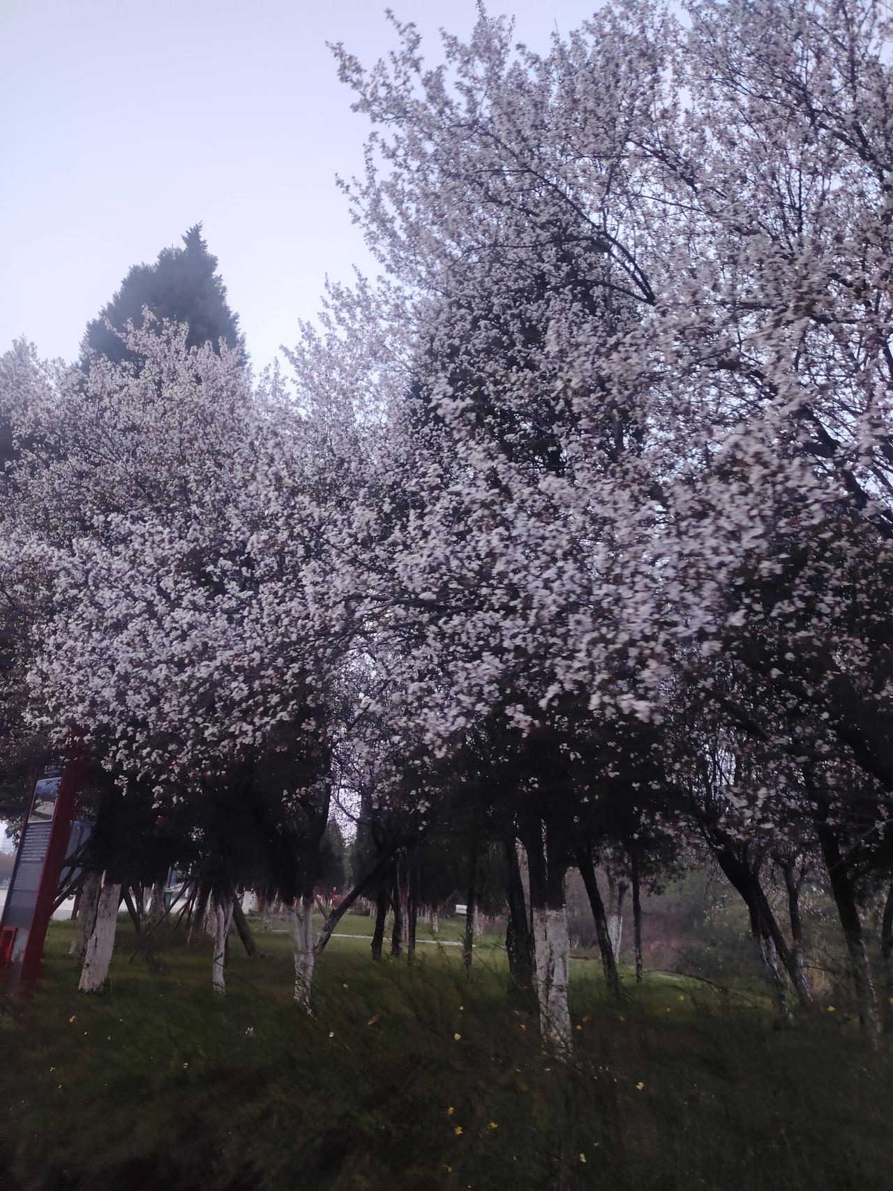 广场旁的春景着实妙不可言！一踏入此地，映入眼帘的便是竞相绽放的春花，红似火，粉如